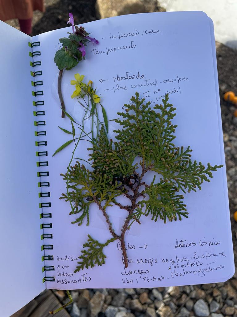 herbario passeios de reconhecimento de plantas - a mulher que trabalha no bosque